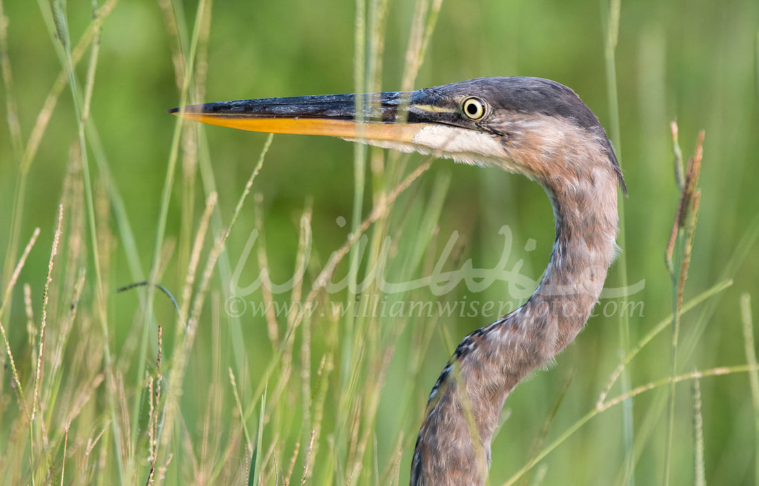 Great Blue Heron (Arda heordius) hiding in grasses of a Georgia pond in the summer. 