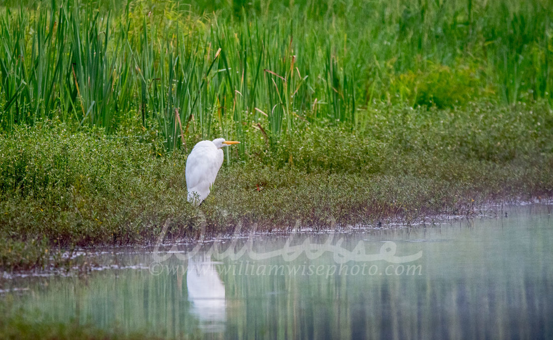 Great Egret on a Walton County, GA pond. 