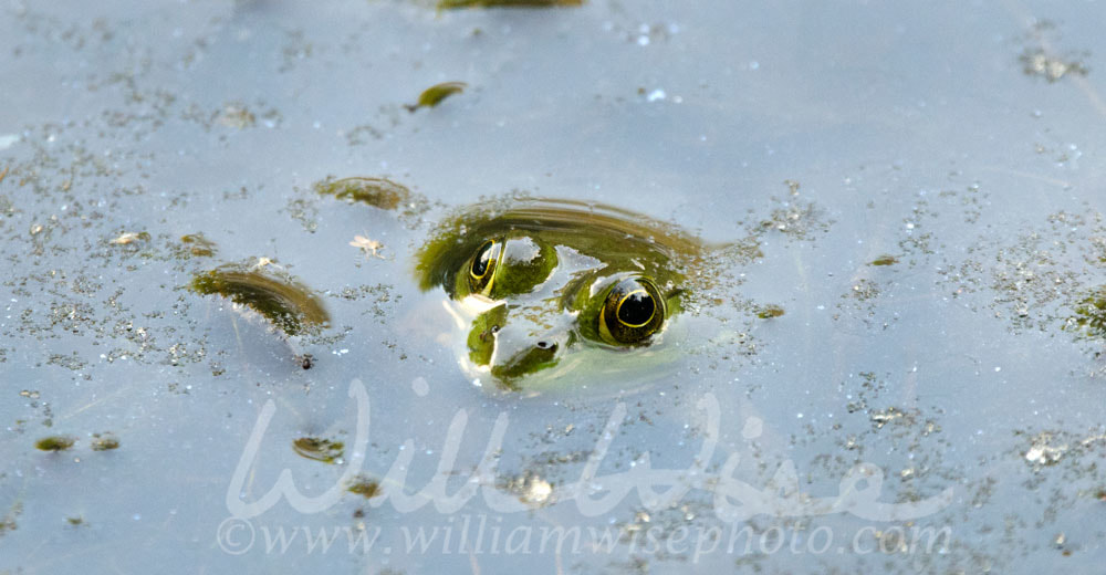 Leopard Frog submerged in water eyeballs showing Picture
