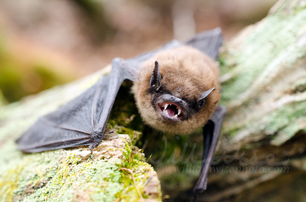Brown Bat teeth and fangs, Georgia USA Picture