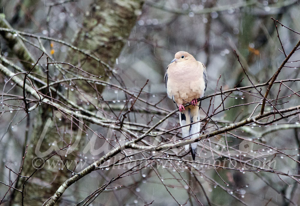 Mourning Dove perched in rain, Athens, Georgia Picture