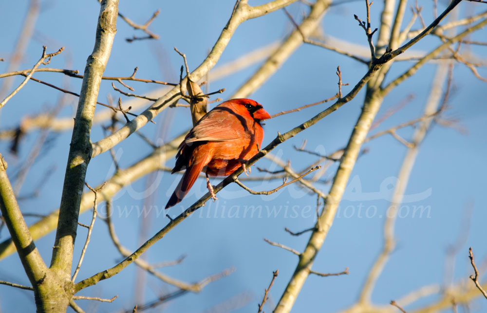 Red male Northern Cardinal Picture