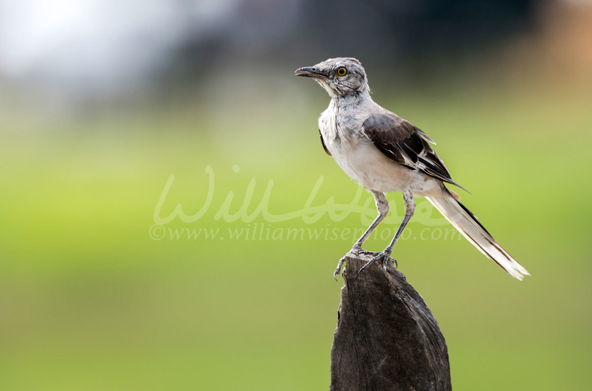Scruffy plumage juvenile molting young Northern Mockingbird Mimus polyglottos perched on a fence post in Monroe, Walton County, GA. Mockingbirds are located all throughout the United States and Mexico and parts of Canada.