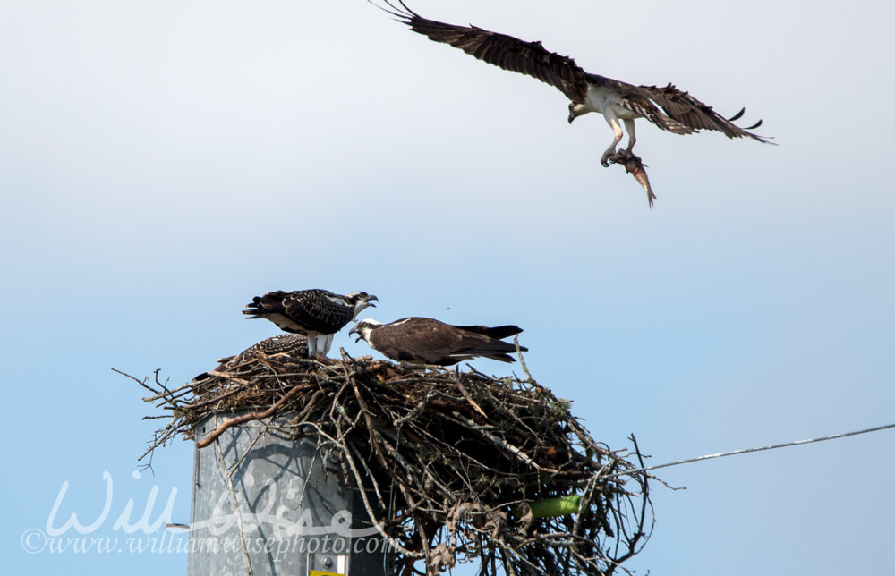 Osprey raptor nest