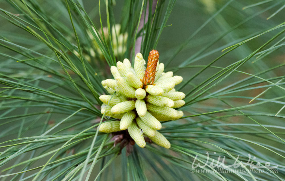Spring Loblolly Pine Pollen Cones in Georgia, USA Picture