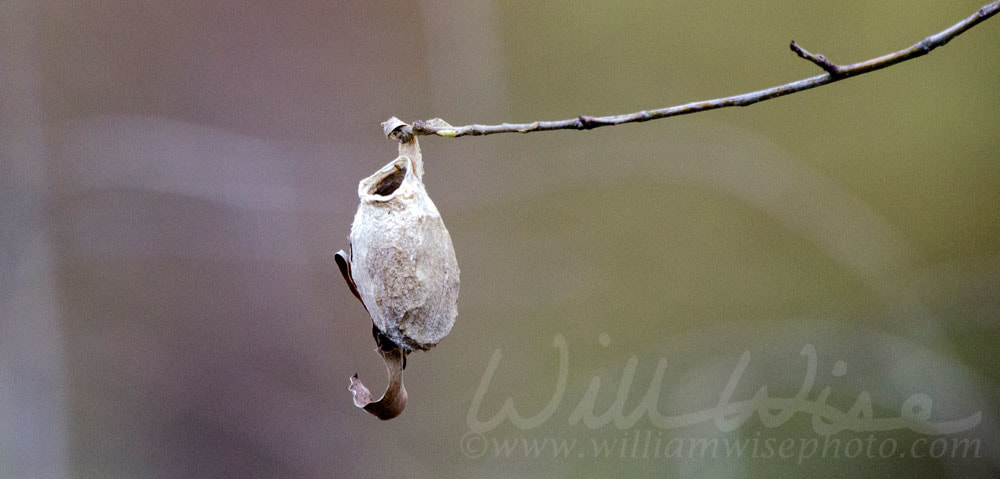 Polyphemus moth cocoon, Georgia Picture
