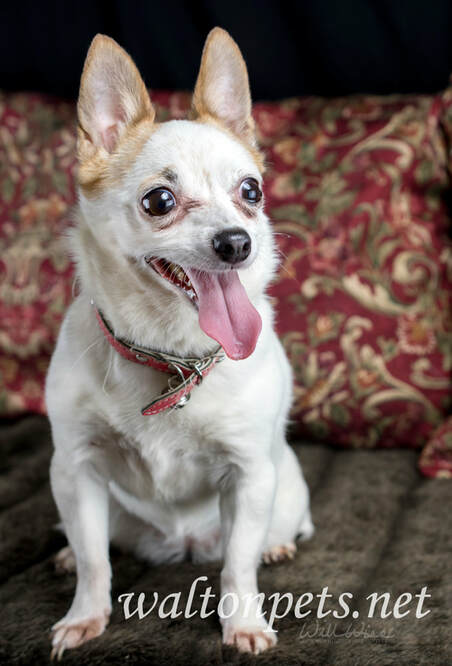 Cute senior Chihuahua dog Picture