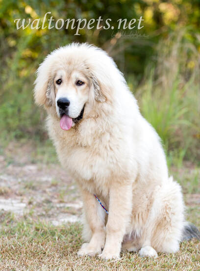 White fluffy Tibetan Mastiff mix breed dog adoption rescue photo Picture