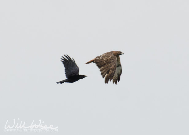 Crow and Red Tailed Hawk Picture