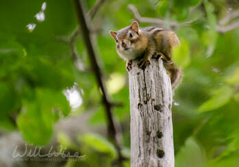 Chipmunk Ground Squirrel on post Picture