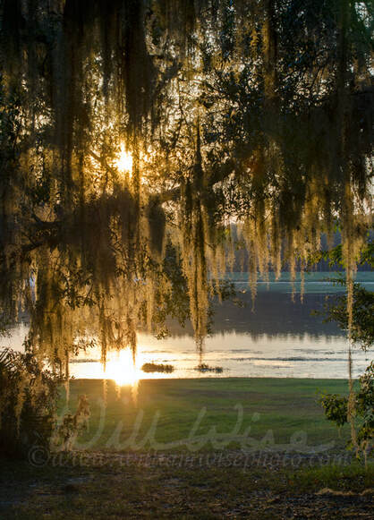 Sunset through Spanish Moss at Reed Bingham State Park Picture