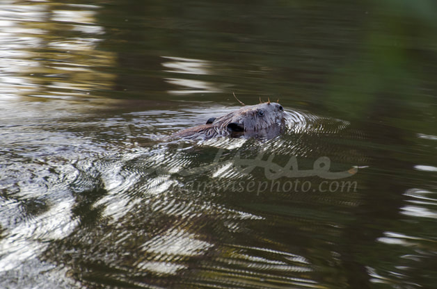 Swimming Beaver. Marsh, Georgia Picture