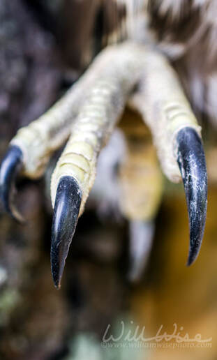 Talon claws, Raptor Bird of Prey, Hawk Picture
