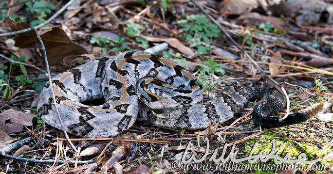 Canebrake Rattlesnake Picture