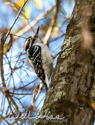 Hairy Woodpecker Picture