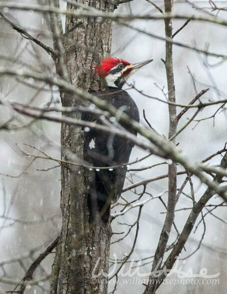 Pileated Woodpecker Picture