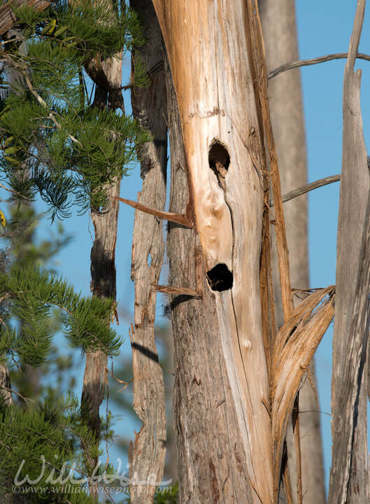 Dead cypress tree snag with large woodpecker holes Picture