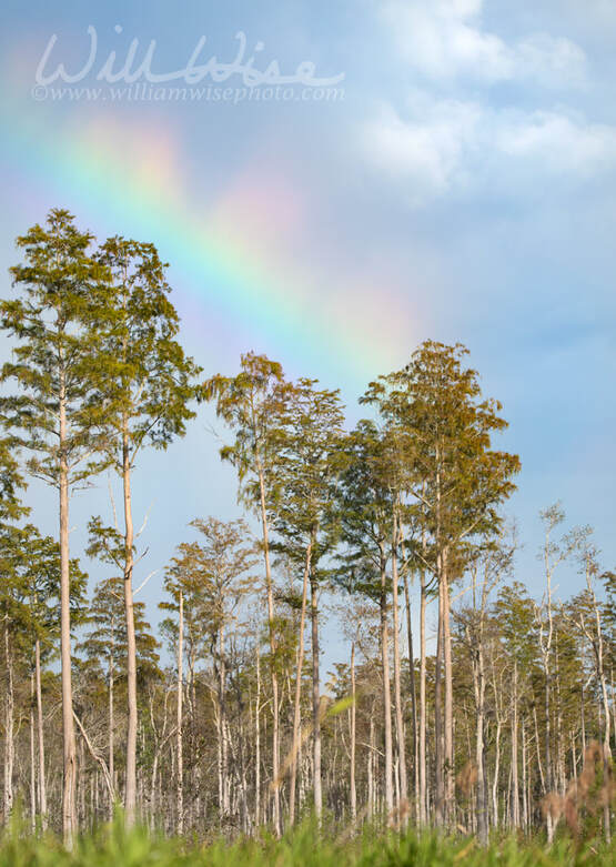 Rainbow in cloudy blue sky over Mixon`s Hammock cypress trees in Okefenokee Swamp National Wildlife Refuge Georgia USA Picture