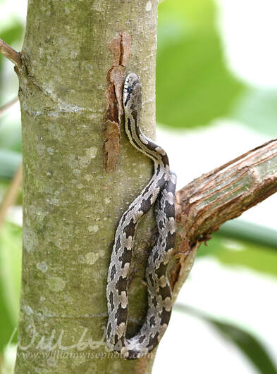 Juvenile Eastern Ratsnake in a tree at Phinizy Swamp, Georgia Picture
