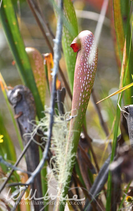 Hooded Pitcher Plant in the Okefenokee Swamp, Georgia Picture