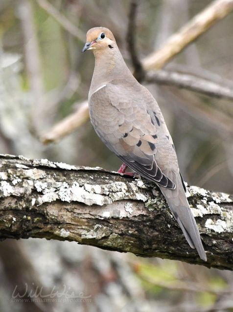 Mourning Dove perched on a branch, Walton County, Georgia USA Picture