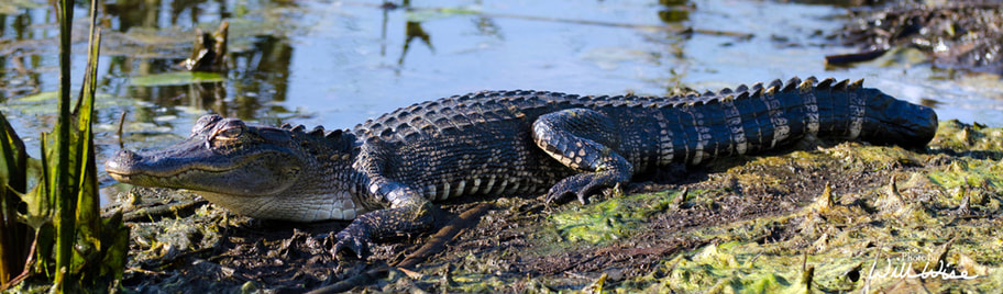 Young basking swamp Alligator , Savannah National Wildlife Refuge Picture