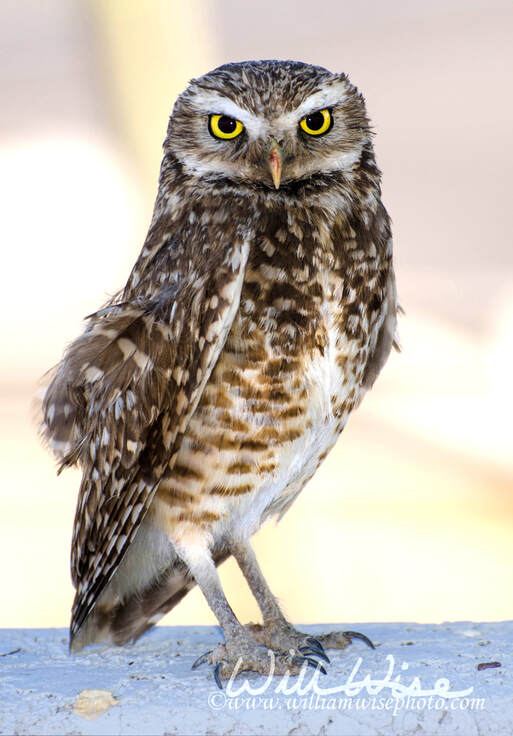 	Burrowing Owl, Tucson Arizona Picture