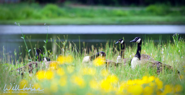 Canada Geese and wildflowers on pond Picture