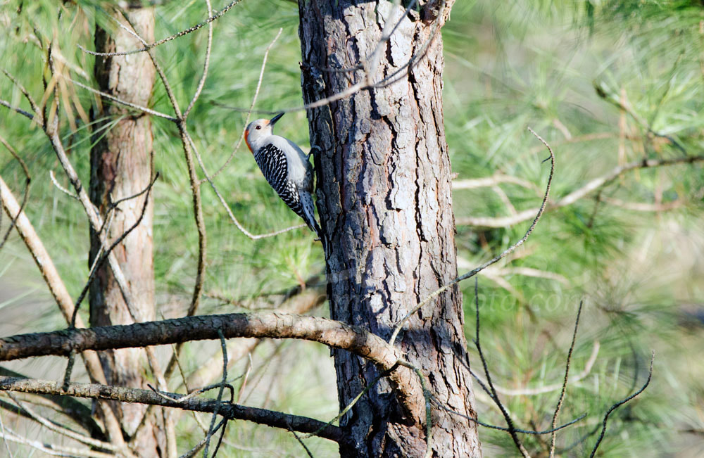 Red-bellied Woodpecker in Pine tree Picture