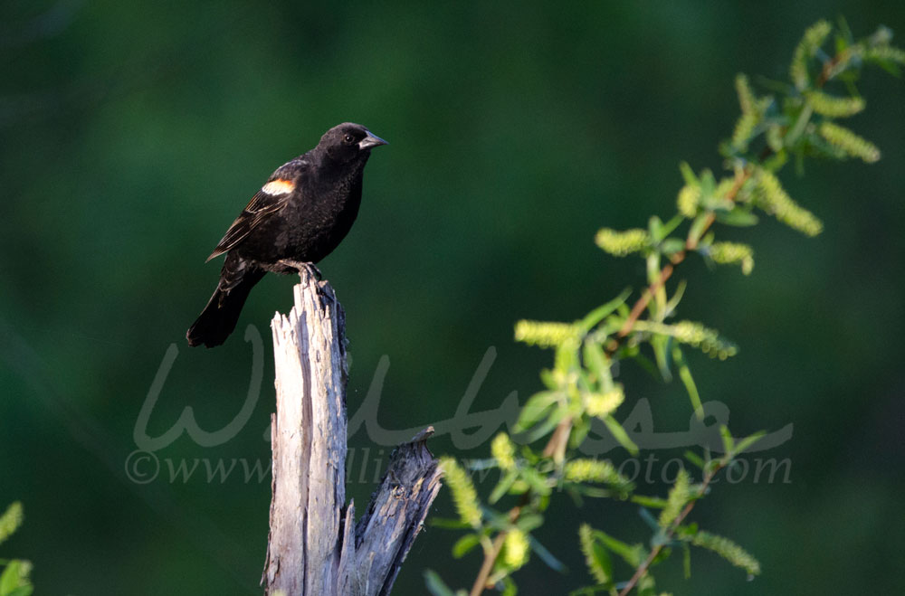 Red-winged Blackbird Picture