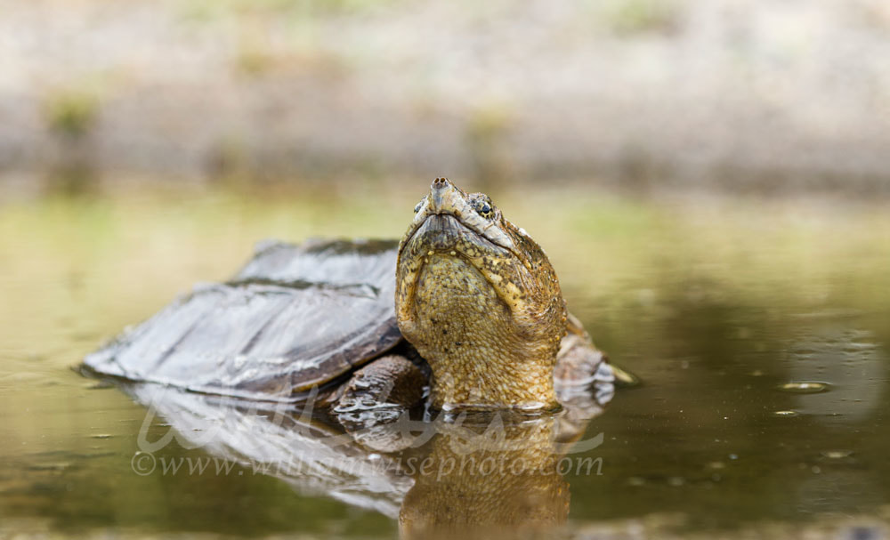 Long neck Snapping Turtle in swamp, Georgia USA Picture