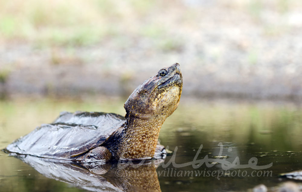 Long neck Snapping Turtle in swamp, Georgia USA Picture