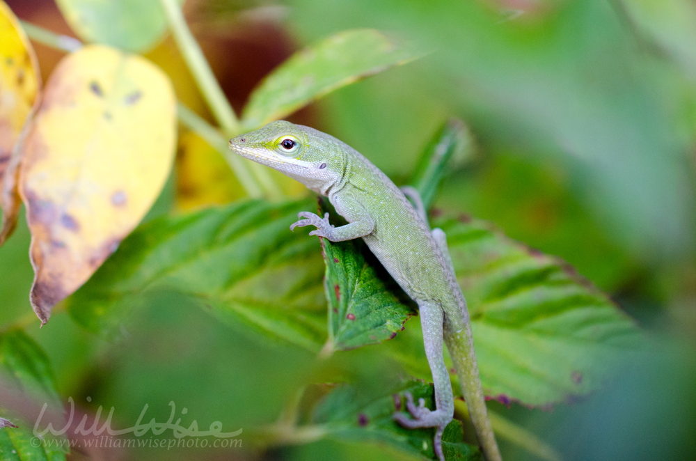 Green Anole Macro Close-up Picture