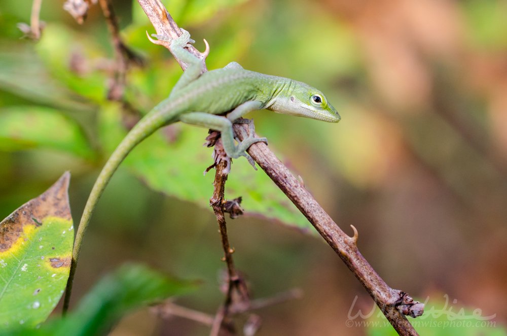 Green Anole Macro Close-up Picture