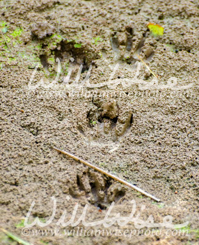 Raccoon prints in mud Picture