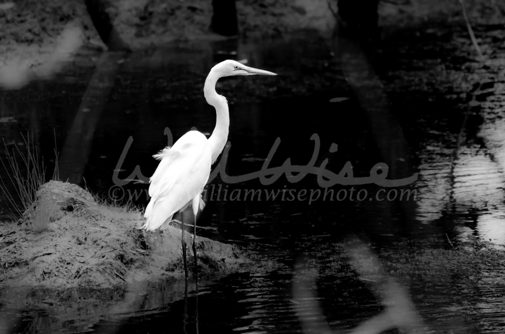 Solitary Great Egret in black and white fishing on a pond in rural Georgia Picture