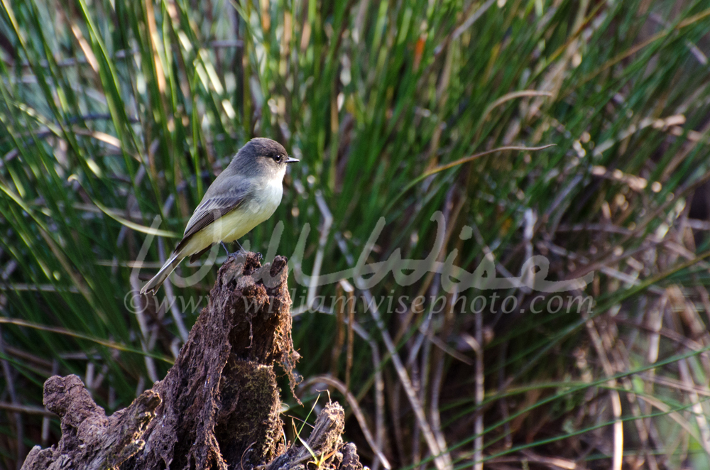 Eastern Phoebe on tree branch in Walton County Georgia Picture