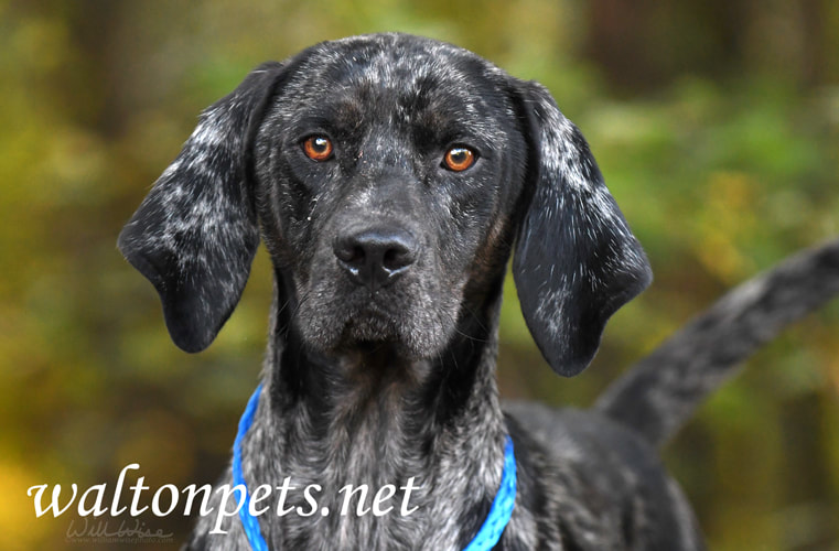 Merle Coonhound Dog Picture