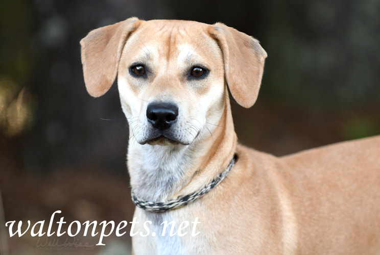 Tan female Beagle hound mix dog outside on leash Picture