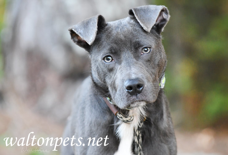 Blue Pitbull Puppy Picture