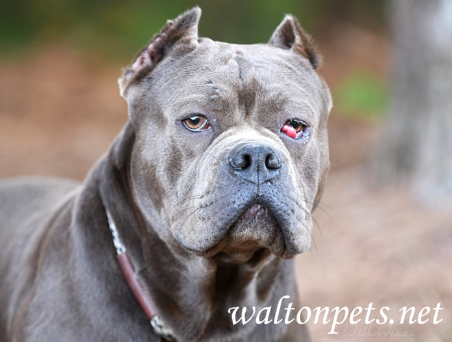 Large blue gray American Staffordshire Pitbull Terrier dog with cropped ears and cherry eye Picture