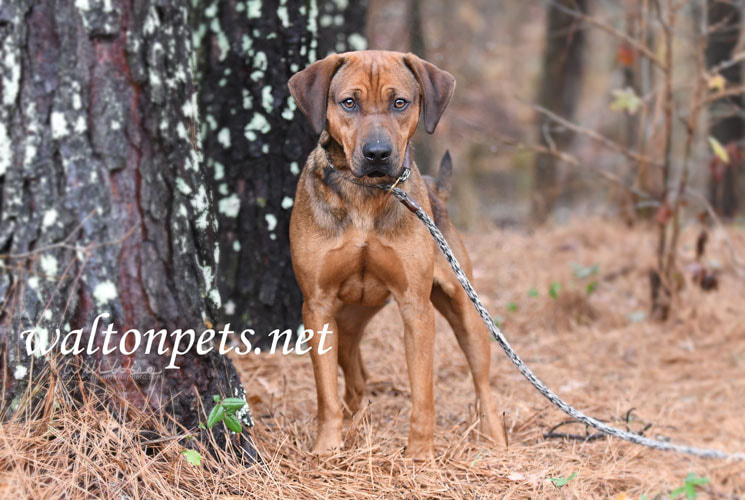 Red male hound mix dog outside on leash. Pet rescue adoption photography for humane society animal shelter Picture
