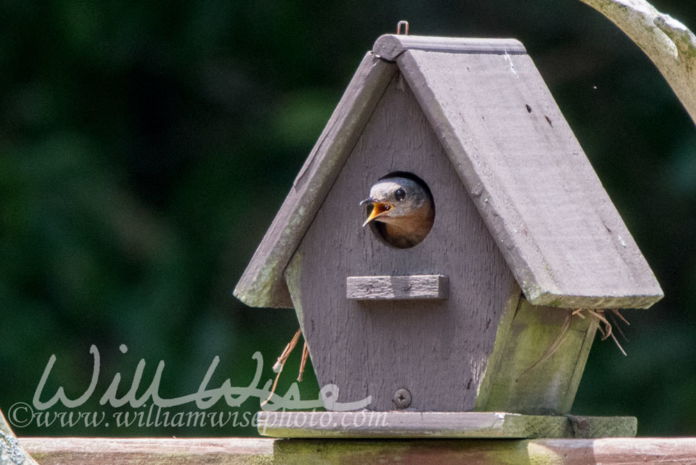 Bluebird fledgling in nest box Picture