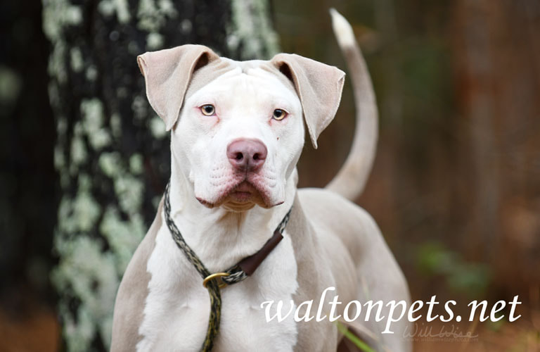Male tan and white American Bulldog Pitbull Terrier dog outside on leash. Dog rescue pet adoption photography for humane society Picture