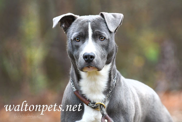 Young male blue pitbull terrier puppy Picture