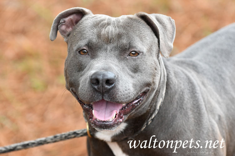 Male blue Pitbull Terrier outside on leash Picture
