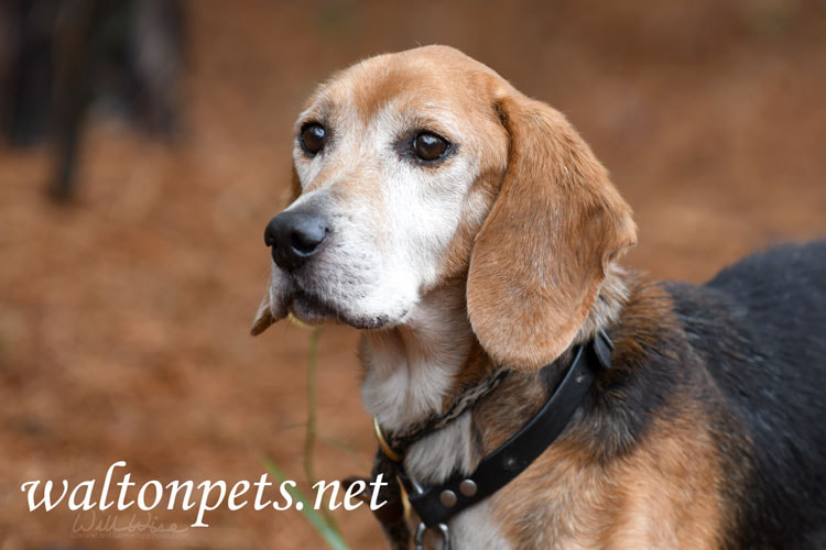 Senior Beagle Dog Picture
