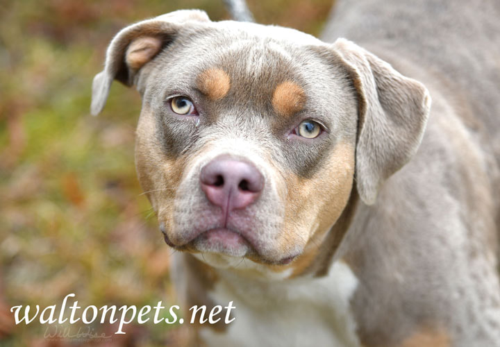 Gray tan and white female Pitbull Bulldog Bully outside on leash Picture