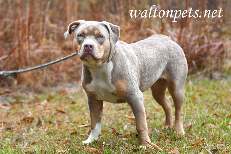 Gray tan and white female Pitbull Bulldog Bully outside on leash Picture