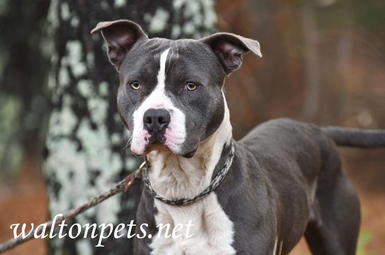 Blue American Pitbull Terrier Dog Picture